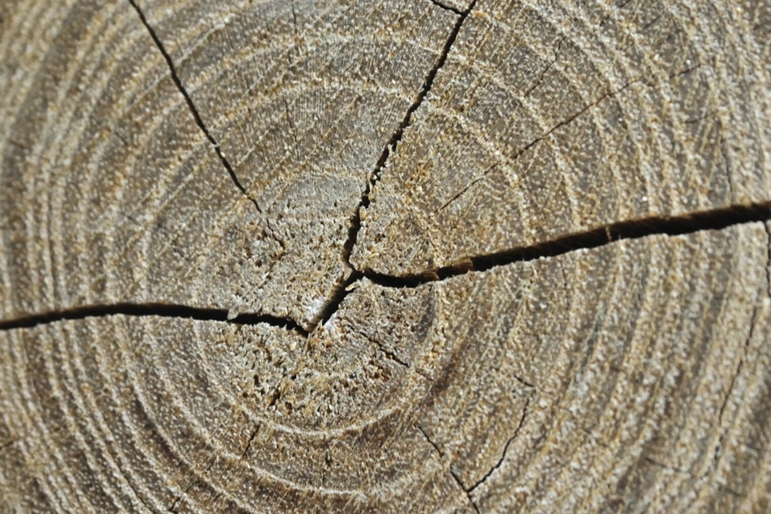 Detailaufnahme eines Baumstumpfs von oben mit Jahresringen und einem Riss durch den Stamm
